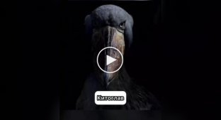 Birds that make the creepiest sounds