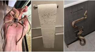 15 photo evidence that only people with iron nerves can live in Australia (16 photos)