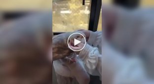 Barn owl loves to be petted