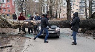 A fallen tree crushed a car with people (5 photos + 1 video)