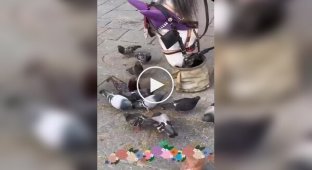 Добрая лошадь, которая делится зерном с голубями