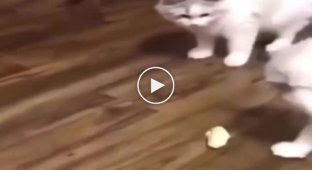 Реакция кошек и котов на дуриан