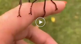 Ктырь - огромная муха, которая кусают больнее пчел