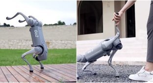 Created robotic dog, which is called the "pet of the future" (7 photos + 1 video)