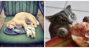 20 воришек, которых хочется простить с первой секунды кражи (21 фото)