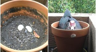 A woman noticed several eggs in her flower pot (10 photos)