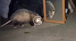 Реакция опоссума на свое отражение в зеркале
