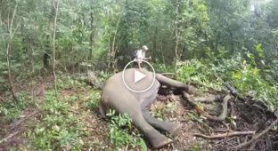 Слон просыпается после транквилизатора