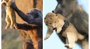 Why do baboons steal lion and leopard kittens? (6 photos)