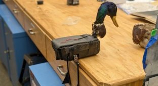 Дослідники створюють дрони "зомбі" з тіл мертвих птахів (5 фото)