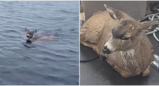 Спасатели заметили оленей, которые боролись за жизнь в ледяной воде (5 фото + 1 видео)