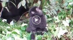 Дитинча горили вчиться бити себе кулаками в грудях