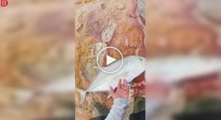 A fisherman wanted to release his catch, but everything didn't go according to plan