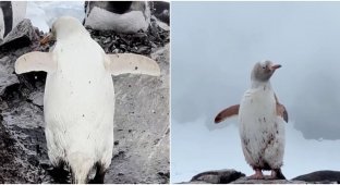 Отшельник: в Антарктике заметили пингвина с особенностью (8 фото + 1 видео)