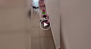 Котенок уснул в миске