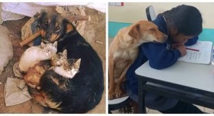 18 Photos That Prove Animals Can Be More Caring Than Humans (19 Photos)