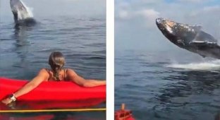 30-тонный горбатый кит выпрыгнул из воды всего в нескольких метрах от бразильских каноисток (2 фото + 1 видео)