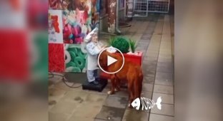 A stray dog ​​comes to a doll just to feel affection