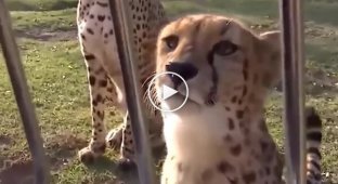 How a cheetah meows and purrs
