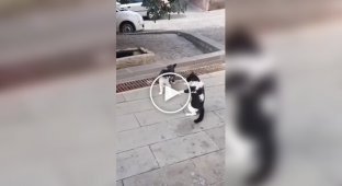 Cat and dog drift