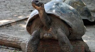 97-year-old Galapagos tortoise becomes a mother for the first time (2 photos + 1 video)