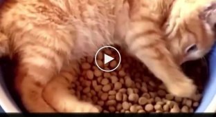 This happiness has arrived. Little cat bathing in food