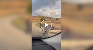 Donkey takes his owner home