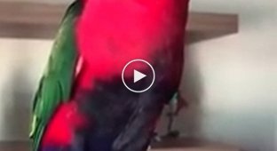 The owners are tired of running to the phone all day. This parrot is to blame!