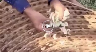 Как добывают шелковые нити из тутового шелкопряда