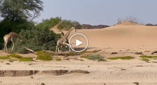 Волнительная сцена погони кровожадного льва за детенышем жирафа