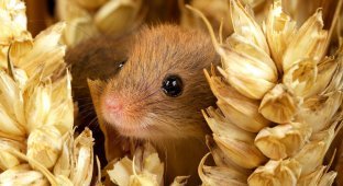 The smallest rodent in the world (8 photos)
