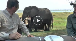 Ланч со слоном