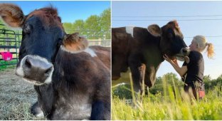 The blind cow does not hide her gratitude to the people who saved her (25 photos)