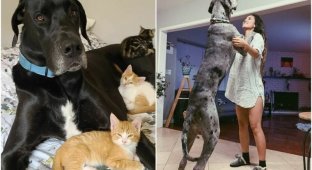 30 funny shots with great danes - giants among dogs (31 photos)