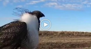 Необычная птица: самец большого шалфейного тетерева на токовище