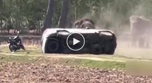 В Таиланде слон пришел в ярость после того, как ему помешали уединиться с подругой