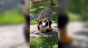 Будні доглядачів за пандами