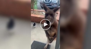 A kangaroo came to visit