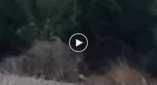 Eastern direction, Ukrainian sniper destroys a Russian military man urinating