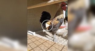 Петух перестарался