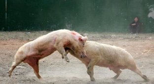 Свиные бои в Китае (5 фото)