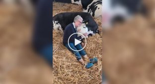 Фермеры зарабатывают на объятиях с коровами из-за падения цен на молоко
