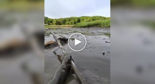 A coyote was successfully pulled out of a muddy swamp