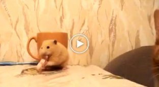 A greedy hamster eats lard with appetite, but then a cat sneaks up on him