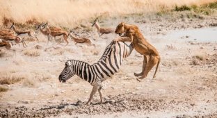 Зебры: не бегут от льва, а дают бой! (13 фото)