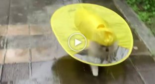 Идеальная одежда в такую погоду для братьев наших меньших