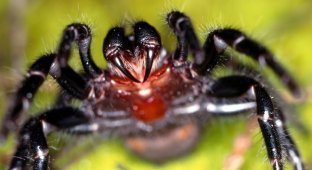 Сильні дощі в Австралії призвели до навали отруйних павуків (8 фото + 1 відео)
