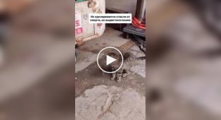 Котенок играет с голубем, с которым они вместе выросли