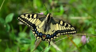 Beautiful butterfly Swallowtail (18 photos + 2 videos)