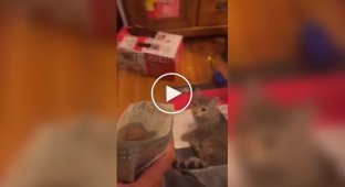 Реакція кішки на котячу м'яту